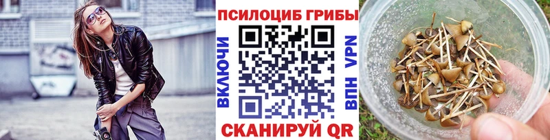 blacksprut вход  Весьегонск  Псилоцибиновые грибы Psilocybe 